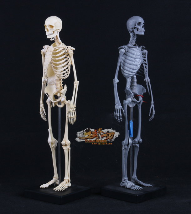 艺（医）人体肌肉模型1：6（骨架版）