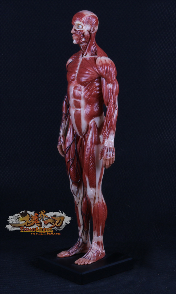 艺（医）人体肌肉模型1：3（彩色男版）