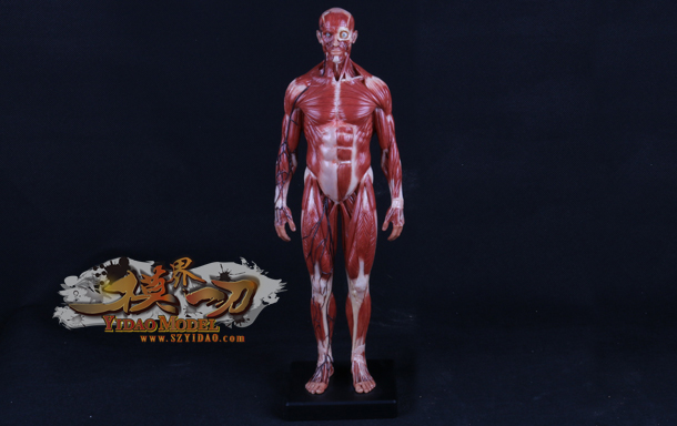 艺（医）人体肌肉模型1：3（彩色男版）